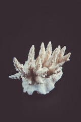 Dry coral branch on black background