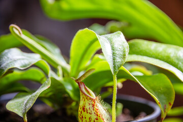 Nepenthes carnivorous plant close-up view