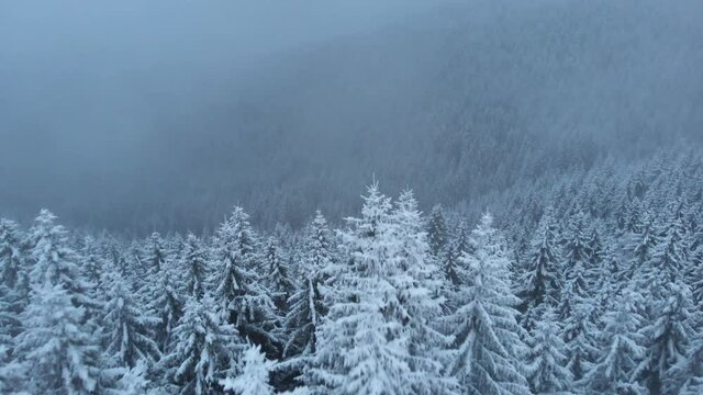 Drone pointing down at snow covered pine trees. Aerial view of frozen mountain forest during heavy snowfall