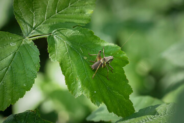 Roesel's bush-cricket, Roeseliana roeselii (synonym Metrioptera roeselii) is a European bush-cricket, named after August Johann Rösel von Rosenhof, a German entomologist.