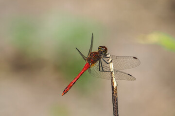 The ruddy darter (Sympetrum sanguineum) is a species of dragonfly of the family Libellulidae.
