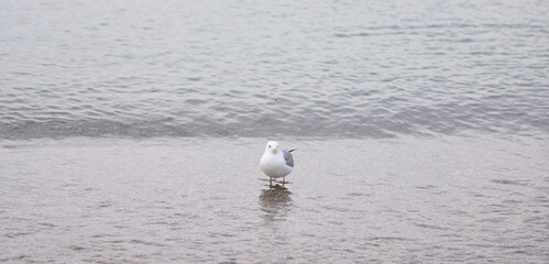 Seagull slowly leaves the oncoming wave