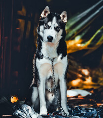 siberian dog husky animal beautiful 