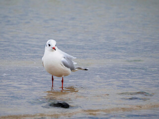 some several white seagulls are on the beach of the Baltic Sea