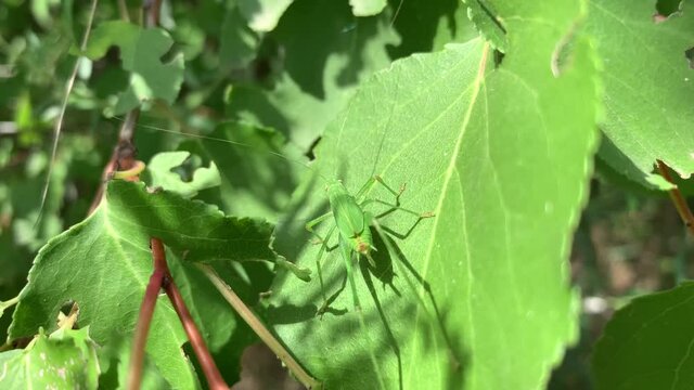 Green grasshopper resting on a leaf under the sun