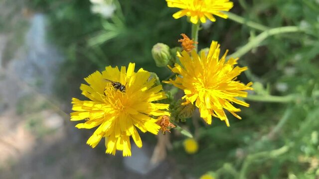 Fly collecting pollen on a yellow field flower