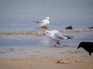 some several white seagulls are on the beach of the Baltic Sea