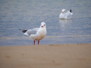 some several white seagulls are on the beach of the Baltic Sea