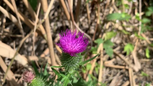 Fly collecting pollen on a Thistle (Carduus) purple flower