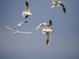 some several white gulls flying side by side in the sky