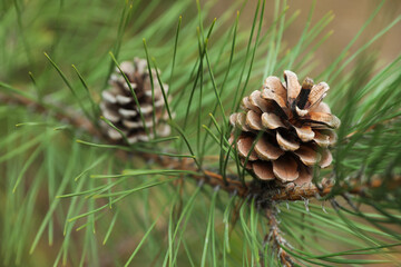 Cones growing on pine branch outdoors, closeup