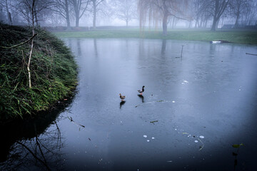 Ducks on a surface of a frozen lake in a park