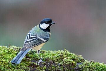 A great tit standing on a mossy log backside view