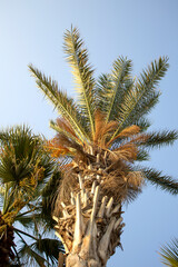 Obraz na płótnie Canvas Bright fresh palm tree against the blue sky in summer on vacation