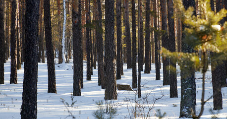 pine trees in winter forest with sun rays and shadows