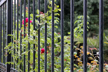 Obraz premium Young green branches of a pink rose are woven along a metal wrought-iron fence partial focused