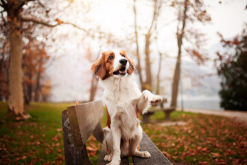 Potrait of a Kooikerhondje in the nature. Dog standing close to a lake in the sunset