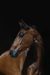 Facial portrait of brown thoroughbred isolated in black background