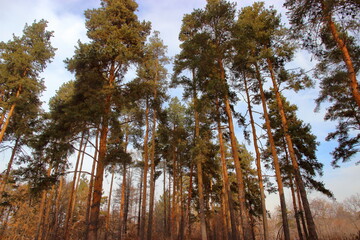 tall trunks of pine trees in forest