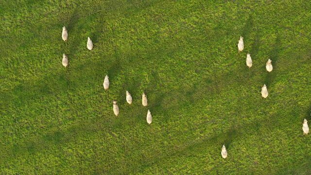 Aerial view of sheep grazing in a field of green grass