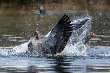 Graugänse (Anser anser) streiten sich
