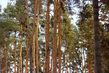Fototapeta premium tall trunks of pine trees in forest