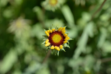 Blanket flower