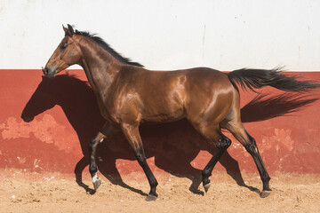 Obraz na płótnie Canvas Beautiful brown gelding thoroughbred horse trotting