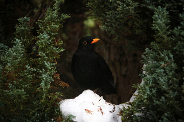 Amsel im Winter