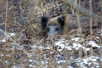 Wild boar in the woods of Germany.