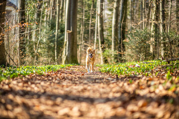 Obraz premium Portrait of an red Shiba inu in the nature. Dog running and jumping in the forest