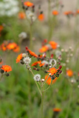 Orange hawkweed Rotgold Hybrids