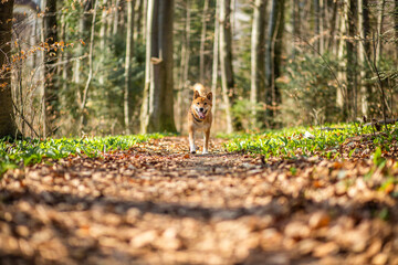 Naklejka na ściany i meble Portrait of an red Shiba inu in the nature. Dog running and jumping in the forest
