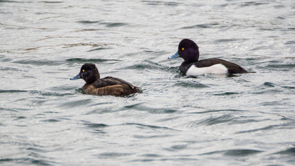 Tufted ducks pair swimming on wavy lake