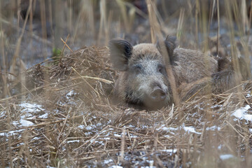 Wild boar in the woods of Germany.