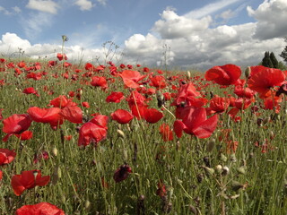 la bellissima fioritura dei papaveri nella campagna toscana