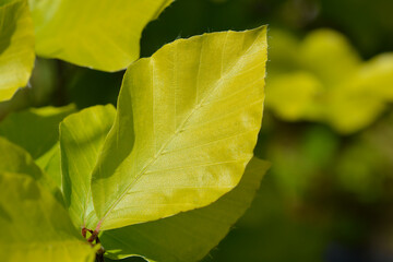 Beech Dawyck Gold