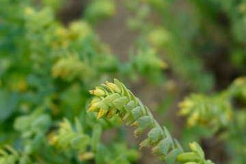 Smooth honeywort
