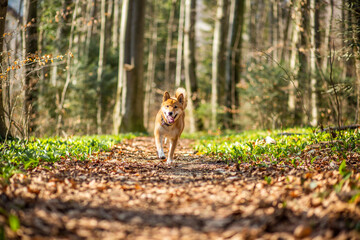 Portrait of an red Shiba inu in the nature. Dog running and jumping in the forest
