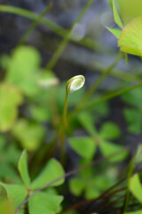 Four leaf pepperwort