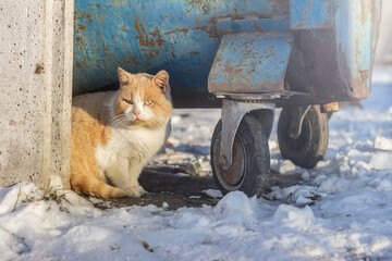 red beautiful fluffy homeless cat sits  near the trash can in the garbage on the snow in winter. Animal welfare concept, animal shelters and animal adoption