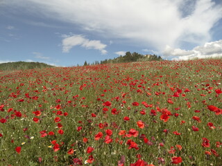 campo di papaveri nella campagna fiorentina