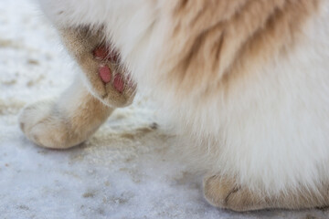 paw of a cat with pink pads. the cat in the snow is frozen and tucked his paw. Close up macro. Copy space for your text 