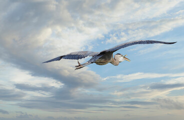 Close-Up of a Great Blue Heron with His Fish Flying Away From You on a Beautiful Cloudy Day