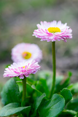 Group of pink daisy flowers with young green leaves on daylight. Simple object photo in vertical format
