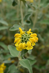 Jerusalem sage