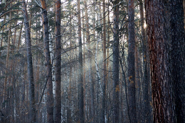 pine trees in winter forest with sun rays and shadows