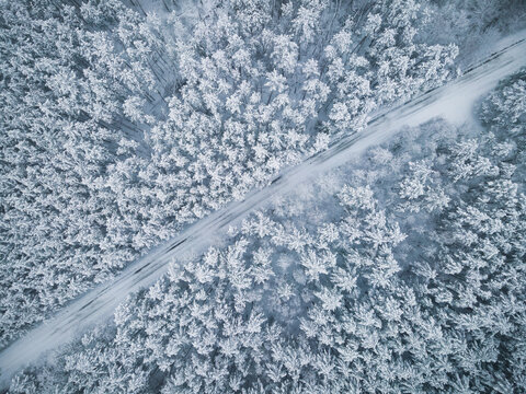 Icy Road Trough Forest. Winter Sonw Covered Spruce Trees. Aerial Top Down Drone View