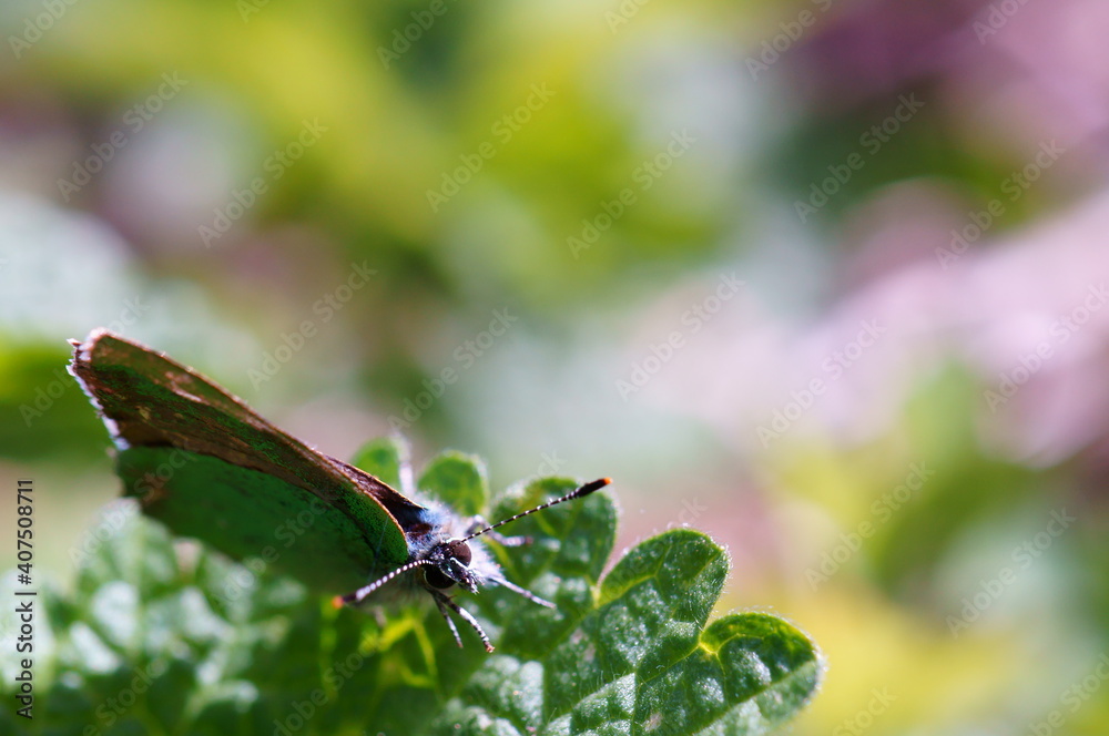 Wall mural Butterfly on a colored background. Insects in nature.