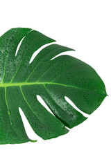 Monstera Deliciosa